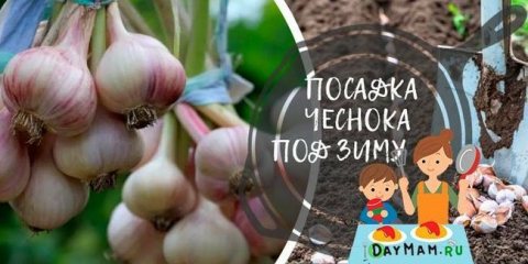 Kdy a jak dát zimní česnek na podzim 2021